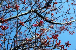 Okame cherry on March 5, 2013 